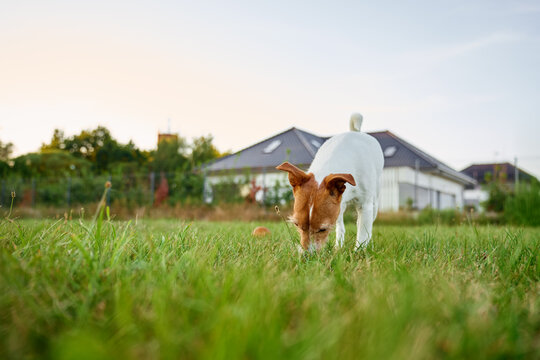 Jack Russell dog sniffing grass outside near a house