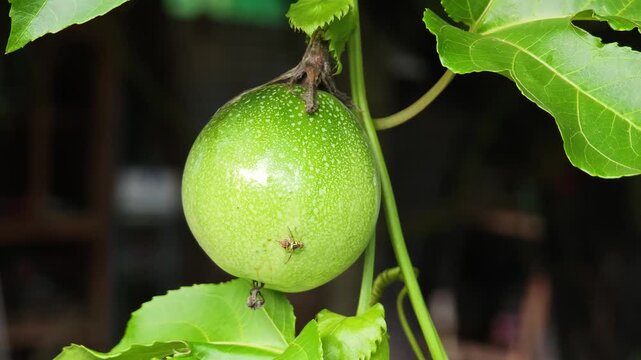 Fruit fly on vitamin-rich passionfruit