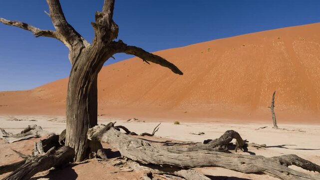 Dead Acacia Trees at Deadvlei Namibia Wide Shot