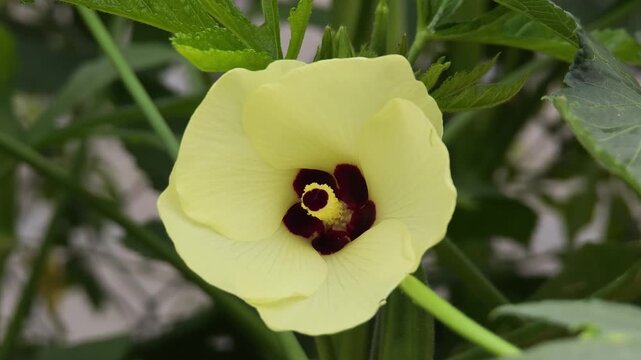 Okra plant flower blooming beautifully