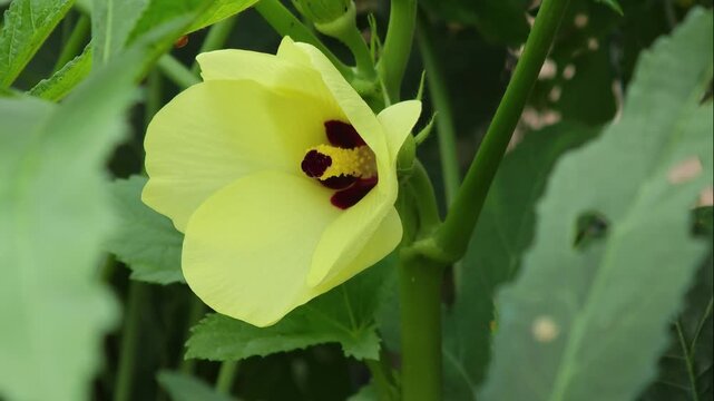 Okra plant flower blooming beautifully