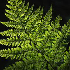 LANDSCAPES OF NATURE - Forest fern in the sunlight © Wojciech Wrzesień