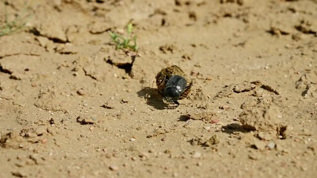 Dung beetle rolls ball of dung across sandy ground in slow motion sequence