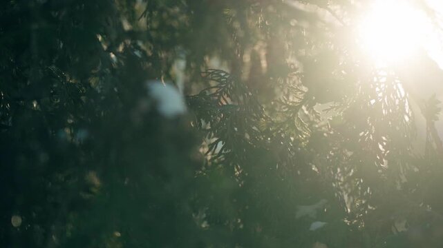 Snow gently falling through evergreen branches with warm backlighting in a serene winter forest