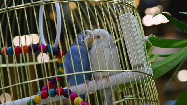 Two budgerigars interact closely inside a colorful birdcage with vibrant beads