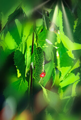 Tree birch with green leaves and crawling ladybug in sunlight © Roman Ivaschenko