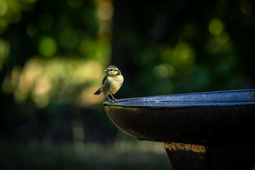 A juvenile blue tit perched on the edge of a bird bath in summer time © lemanieh