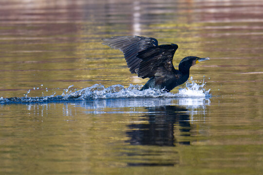 Kormoran bei der Landung im Herbst auf einem Fluss	