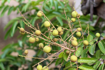 young green longan fruit that is still unripe on the tree © Hendri