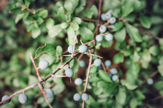 Thorny sloe branches laden with blue-green berries nestled amid a backdrop of lush foliage, captured in soft bokeh. Nature concept.