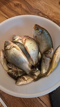Crucian carp in a dish awaiting salting.