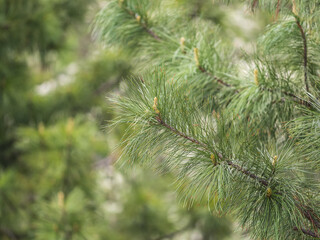Cedar branches with long fluffy needles with a beautiful blurry background. Cedar branches with fresh shoots in spring. © Dmitrii Potashkin