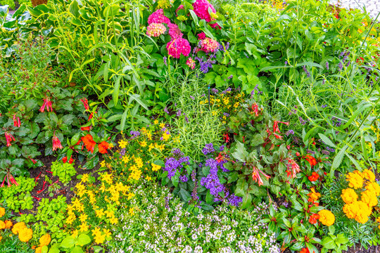 Biodiversity mixed grass multicolor herb. Vibrant Blooming Flower Bed with Colorful Summer Garden