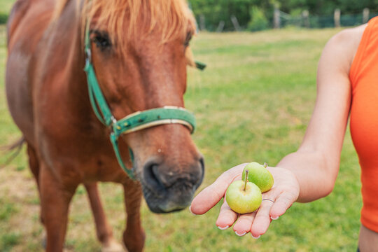 Close-up of a woman's hand offering small green apples to a chestnut horse at a sunny pasture fence. Farm lifestyle concept.