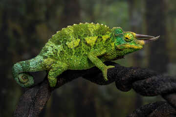Naklejka premium The Jackson's chameleon (Trioceros jacksonii) is a distinctive arboreal reptile native to East Africa.
