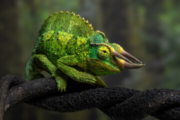 Fototapeta premium The Jackson's chameleon (Trioceros jacksonii) is a distinctive arboreal reptile native to East Africa.