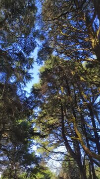 trees and sky mixing in one frame
