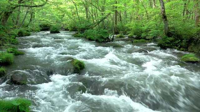 奥入瀬渓流の新緑　三乱の流れ