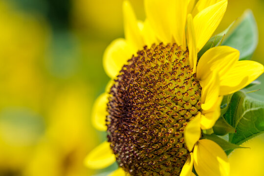 Close Up Macro Shot of Blooming Sunflower in Summer Field with Copy Space