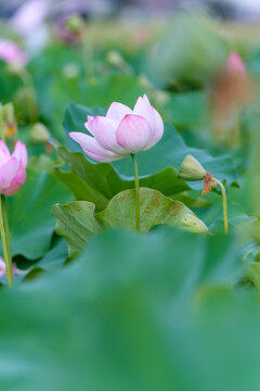 Close Up Shot of Soft Pink Lotus Flower Blooming in Summer Field with Copy Space