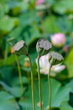 Close Up Shot of Green Lotus Seed Pods in Summer Field with Copy Space