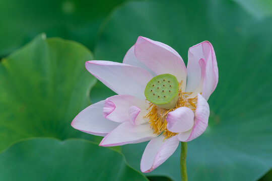 Close Up Shot of Blooming Pink Lotus Flower with Green Leaves and Copy Space