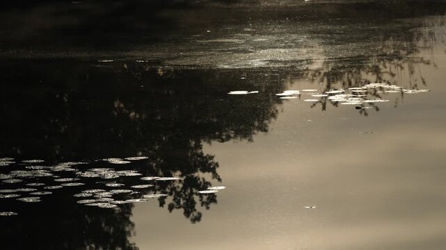 Lily pads float on a tranquil pond reflecting shadowy tree silhouettes and warm golden sunlight across the water's surface, creating a serene, painterly scene.