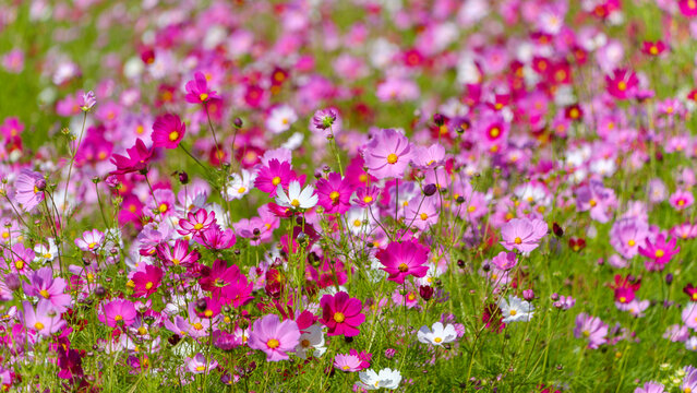 Colorful Cosmos Flowers Blooming in Autumn Field with Soft Sunlight and Copy Space