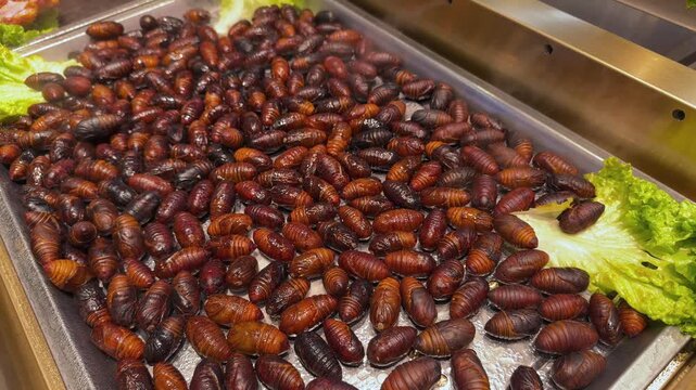 Cooked silkworms in a cafe. Fried silkworms