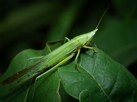 Detailed Macro Shot of Green Katydid Perched on Leaf Surface