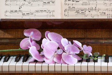 Elegant pink orchid flowers resting on the keys of a vintage upright piano with public domain sheet music on the music stand. Warm natural light and rustic wooden texture create a romantic atmosphere © NataSao