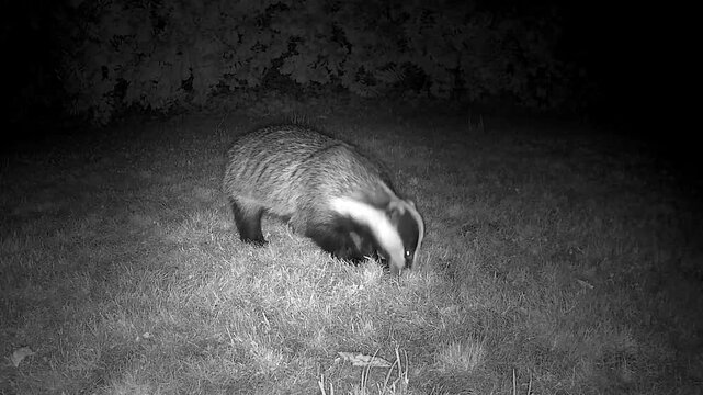 Wild European Badger Searching for Worms at Night