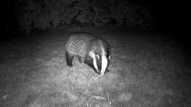 Wild European Badger Searching for Worms at Night