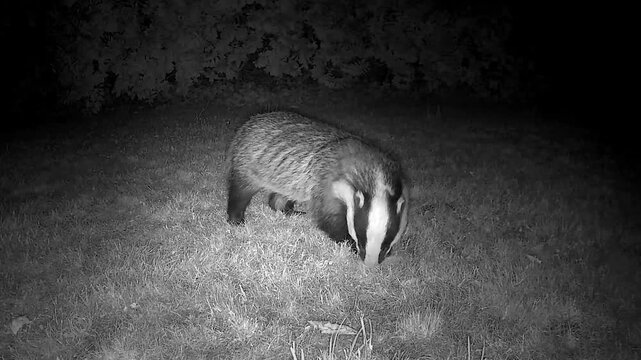 Wild European Badger Searching for Worms at Night