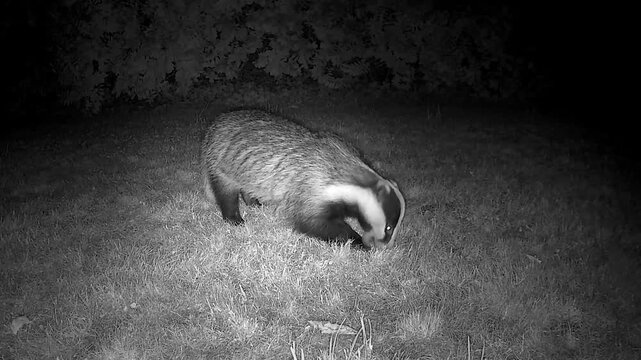 Wild European Badger Searching for Worms at Night