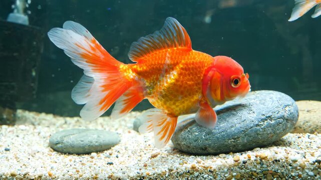Orange and White Goldfish Swimming Gracefully in a Clean Aquarium with Gravel and Smooth Stones