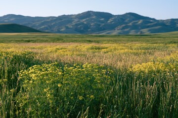 Fototapeta premium Close-up of leafy spurge flowers in a bright meadow