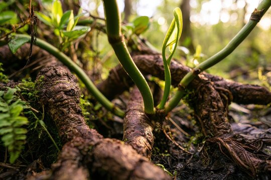 Close-up of large smilax vine roots tangled in a sunlit Florida wetland