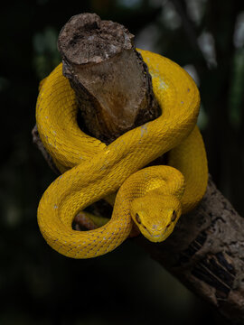 The yellow white-lipped pit viper (Trimeresurus insularis), often called the Island pit viper or Indonesian pit viper, is a venomous snake found on the Lesser Sunda Islands in Indonesia.