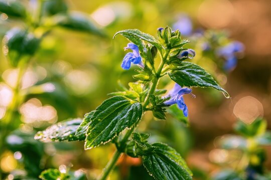 Close-up of skullcap herb in a sunlit herb garden