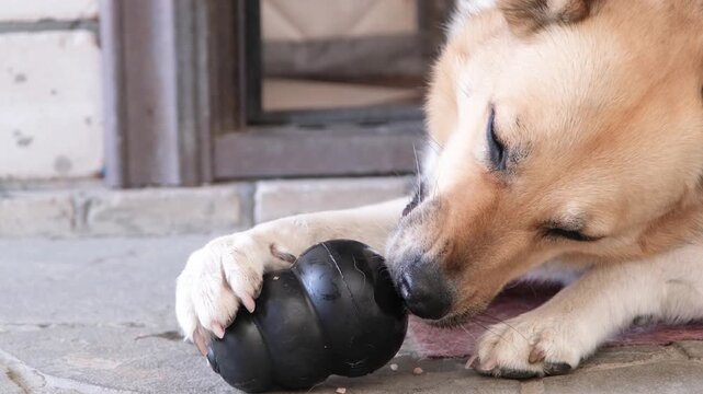 Cute dog chewing black kong Classic Dog Toy, Durable Natural Rubber Fun to Chew, Chase and Fetch. Behavioral enrichment for dogs 