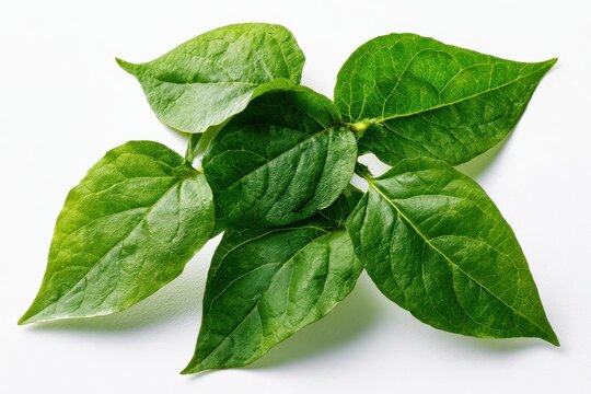 Close-up photograph of Gymnema sylvestre leaves on a white backdrop