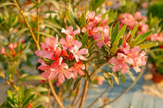 close-up of blooming oleander flowers in a vibrant outdoor garden with green leaves and stems, creatinga.