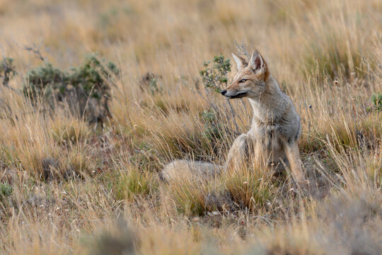 Wild South American gray fox (Lycalopex griseus) also known as the Patagonian fox, the chilla or zorro gris (gray fox or gray zorro). Patagonia Chili.                
