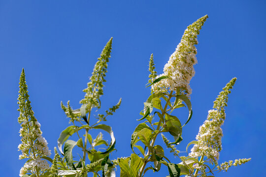 Selective focus of white flower Summer lilac (Vlinderstruik) Buddleja davidii, Butterfly-bush or Orange eye is a species of flowering plant in the family Scrophulariaceae, Natural floral background.