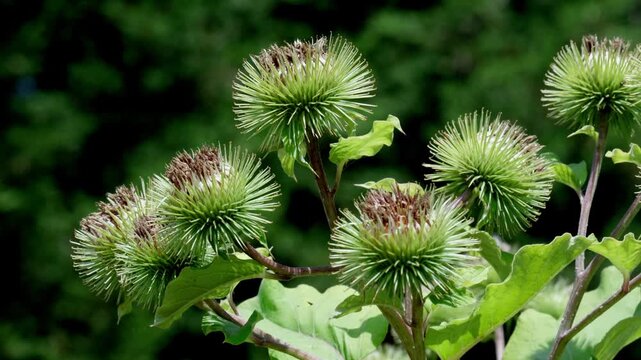 Closeup of prickly seed heads of the Greater Burdock, Arctium lappa. Summer. UK