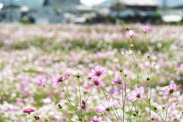 Fototapeta premium Close Up Shot of Pink Cosmos Flowers Blooming in Autumn Field with Rural Village Background and Copy Space