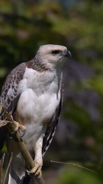 red tailed hawk