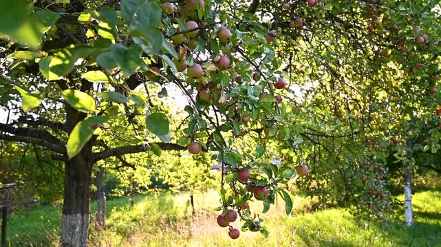 Sun shining through greenery foliage in garden of red apples. Summer harvest of ripe fruits in sunlight. Gardening and agriculture concept.