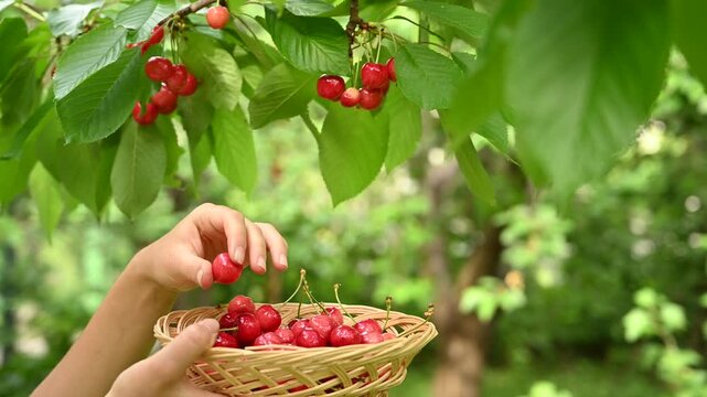 Female hands is picking cherries from the tree to basket. Summer harvest of cherry garden. Harvest cherries